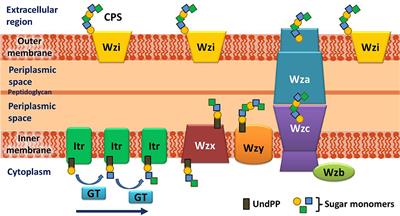 Structural diversity among Acinetobacter baumannii K-antigens and its implication in the in silico serotyping